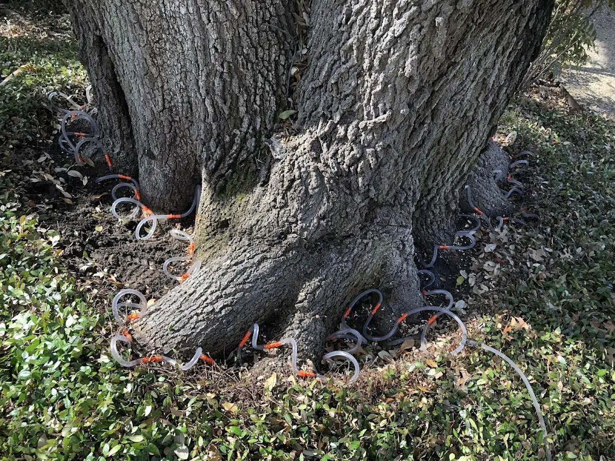 Detailed Tree Cabling and Bracing job site in Bloomingburg