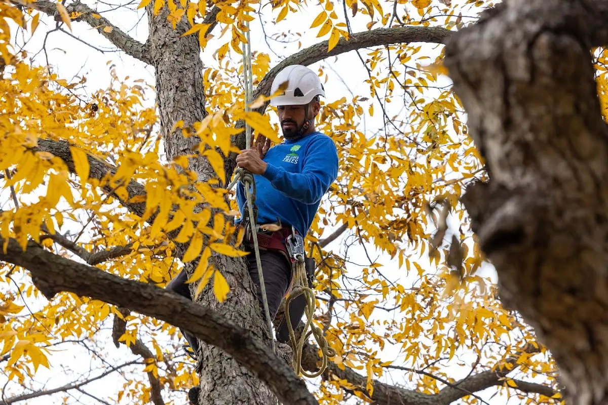 Skilled Tree Planing crew working in Bloomingburg